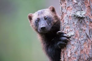 Wolverine © Alain Verstraete