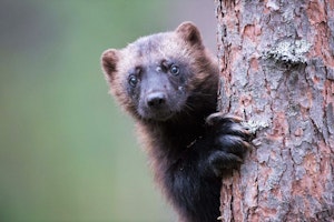Wolverine © Alain Verstraete