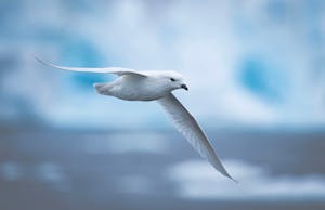 Snow Petrel© Scott Davis