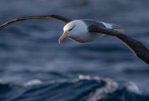 Black-Browed Albatross© Scott Davis