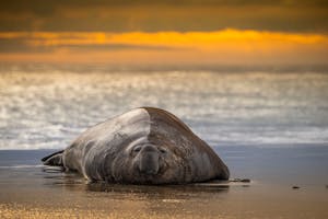 Southern Elephant Seal© Scott Davis