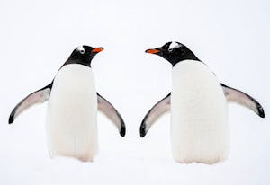 Gentoo Penguins© Scott Davis