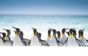 King Penguins© Scott Davis