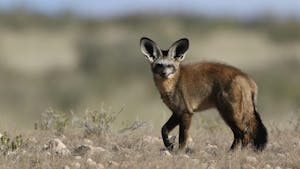 Bat-eared fox