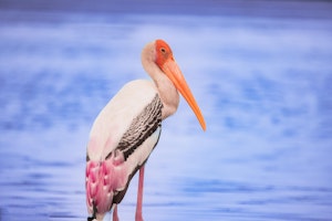 Painted Stork