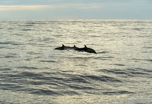 Bottlenose Dolphins© Chris Desborough