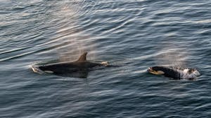 Orcas, Sea of Cortez, Mexico