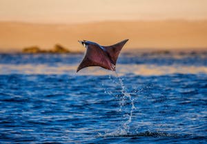 Mobula Ray