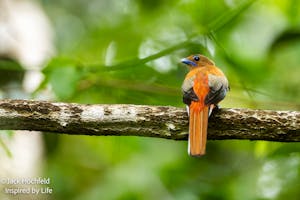 Asian Trogon© Jack Hochfeld