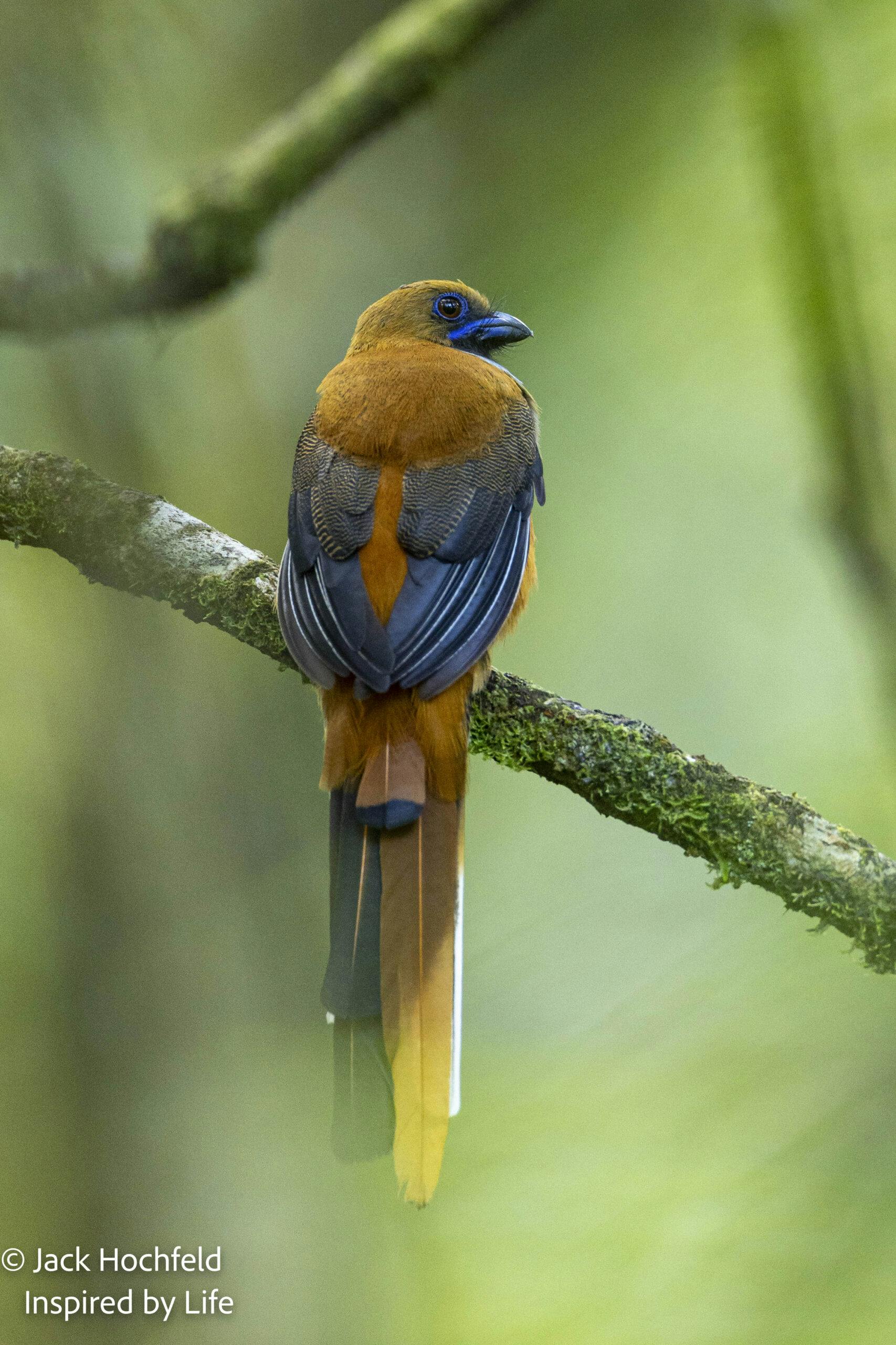 Asian Trogon© Jack Hochfeld