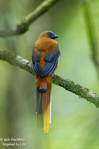 Asian Trogon© Jack Hochfeld