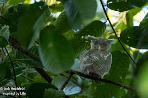 Barred Eagle-Owl© Jack Hochfeld