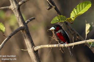 Black-and-red Broadbill© Jack Hochfeld