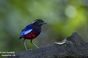 Black-crowned Pitta© Jack Hochfeld
