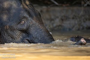 Boreno Elephant© Jack Hochfeld