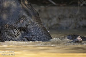 Boreno elephant© Jack Hochfeld