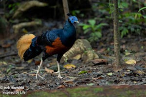 Bornean-Crested Fireback© Jack Hochfeld