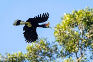 Bornean Rhinoceros Hornbill© Jack Hochfeld