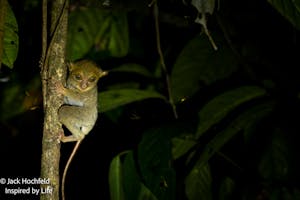 Bornean tarsier© Jack Hochfeld