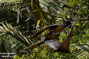 Borneo Fruit Bats© Jack Hochfeld