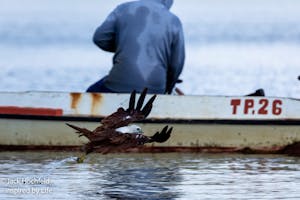 Brahminy Kite© Jack Hochfeld