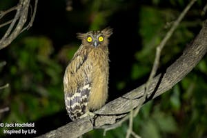 Buffy Fish-Owl© Jack Hochfeld