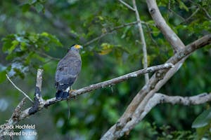 Crested Serpent-Eagle© Jack Hochfeld