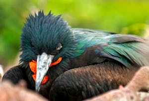 Frigatebird© Chris Desborough
