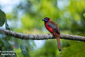 Diard's Trogon© Jack Hochfeld