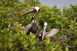 Galápagos Brown Pelican© Georgia Struhsaker