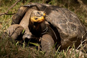 Giant Tortoise © Georgia Struhsaker
