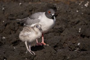 Swallow-tailed Gulls © Georgia Struhsaker