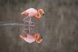 American Flamingo © Georgia Struhsaker