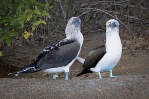 Blue-Footed Boobies© Georgia Struhsaker