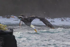 Waved Albatross © Georgia Struhsaker
