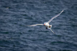 Red-billed Tropicbird © Georgia Struhsaker
