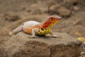 Lava Lizard© Georgia Struhsaker