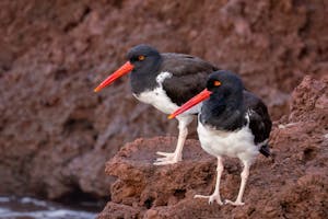 Galápagos Oystercatcher© Georgia Struhsaker