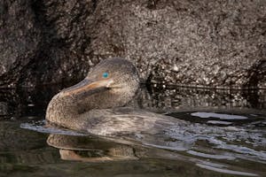 Flightless Cormorant © Georgia Struhsaker