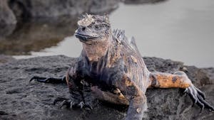 Marine Iguana © Georgia Struhsaker