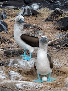 Blue-footed Booby © Ken & Mary Campbell