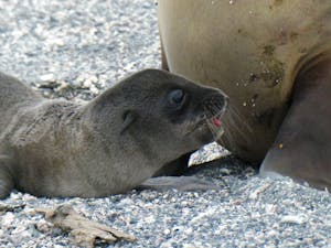 Galapagos Sea Lion © David Canright