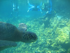 Green Sea Turtle © Cheesemans’ Ecology Safaris