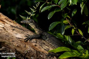 Indomalayan water monitor© Jack Hochfeld