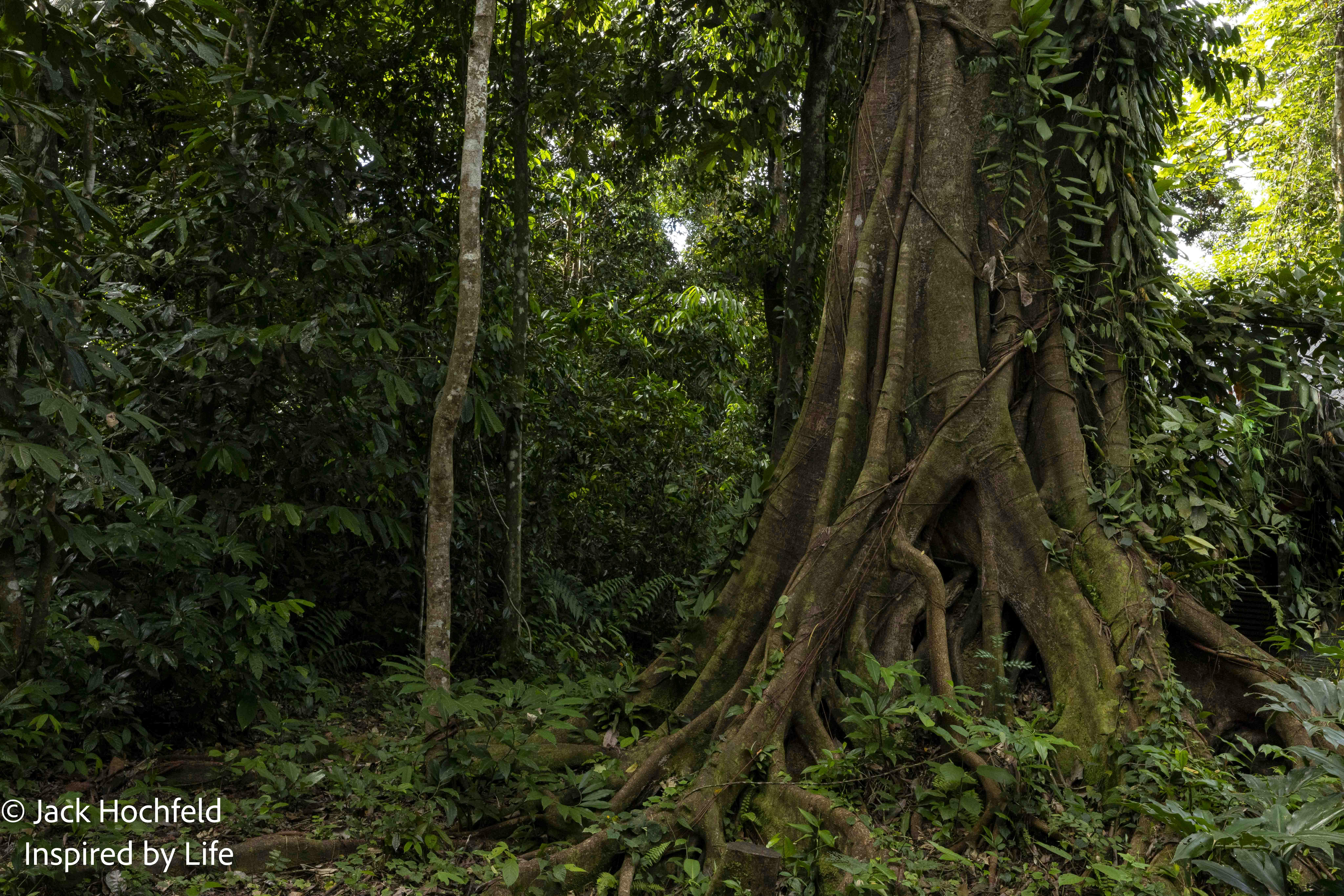 Jungle© Jack Hochfeld