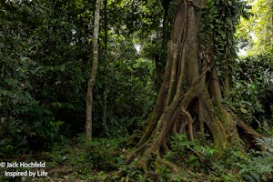 Jungle© Jack Hochfeld