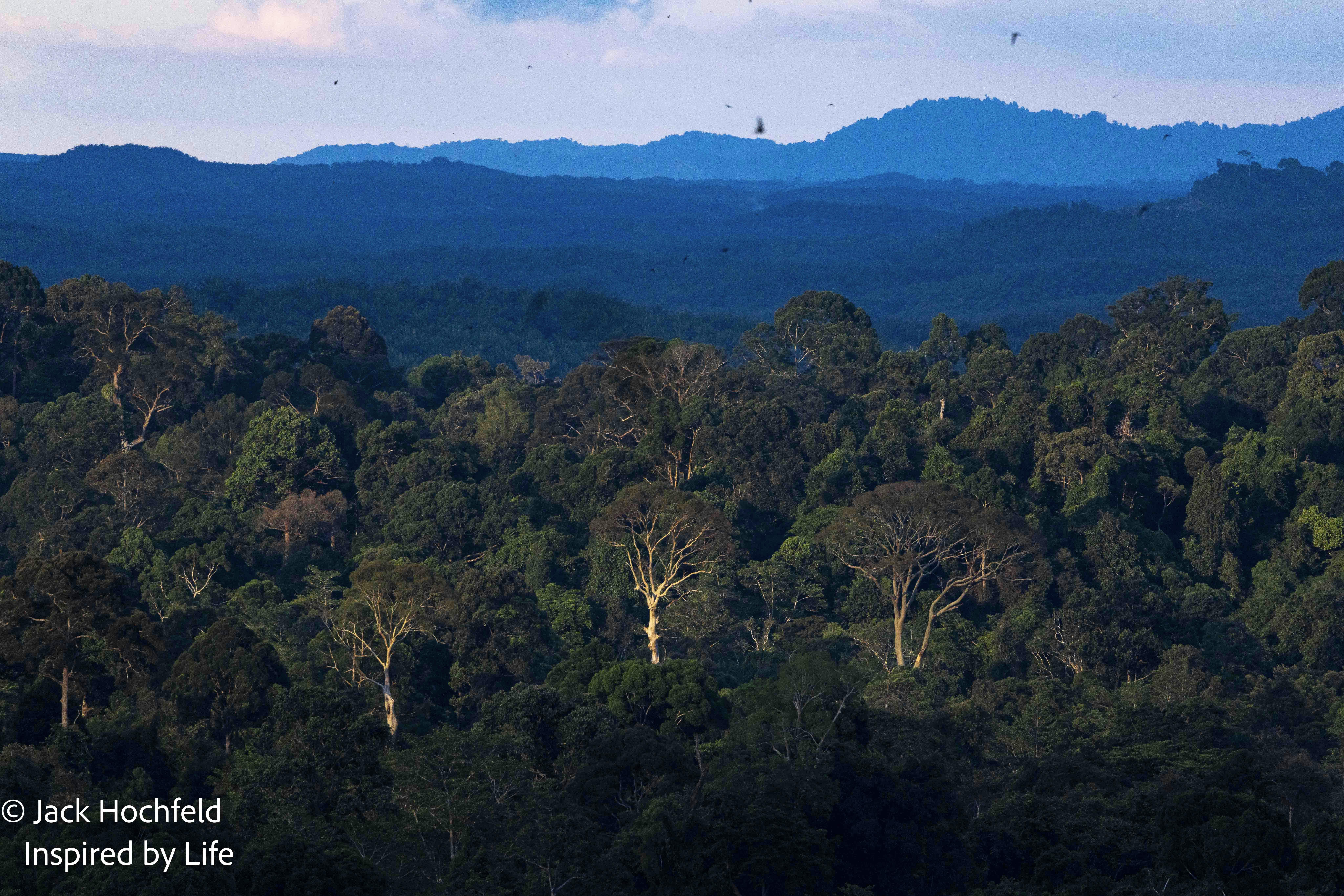 Landscape© Jack Hochfeld