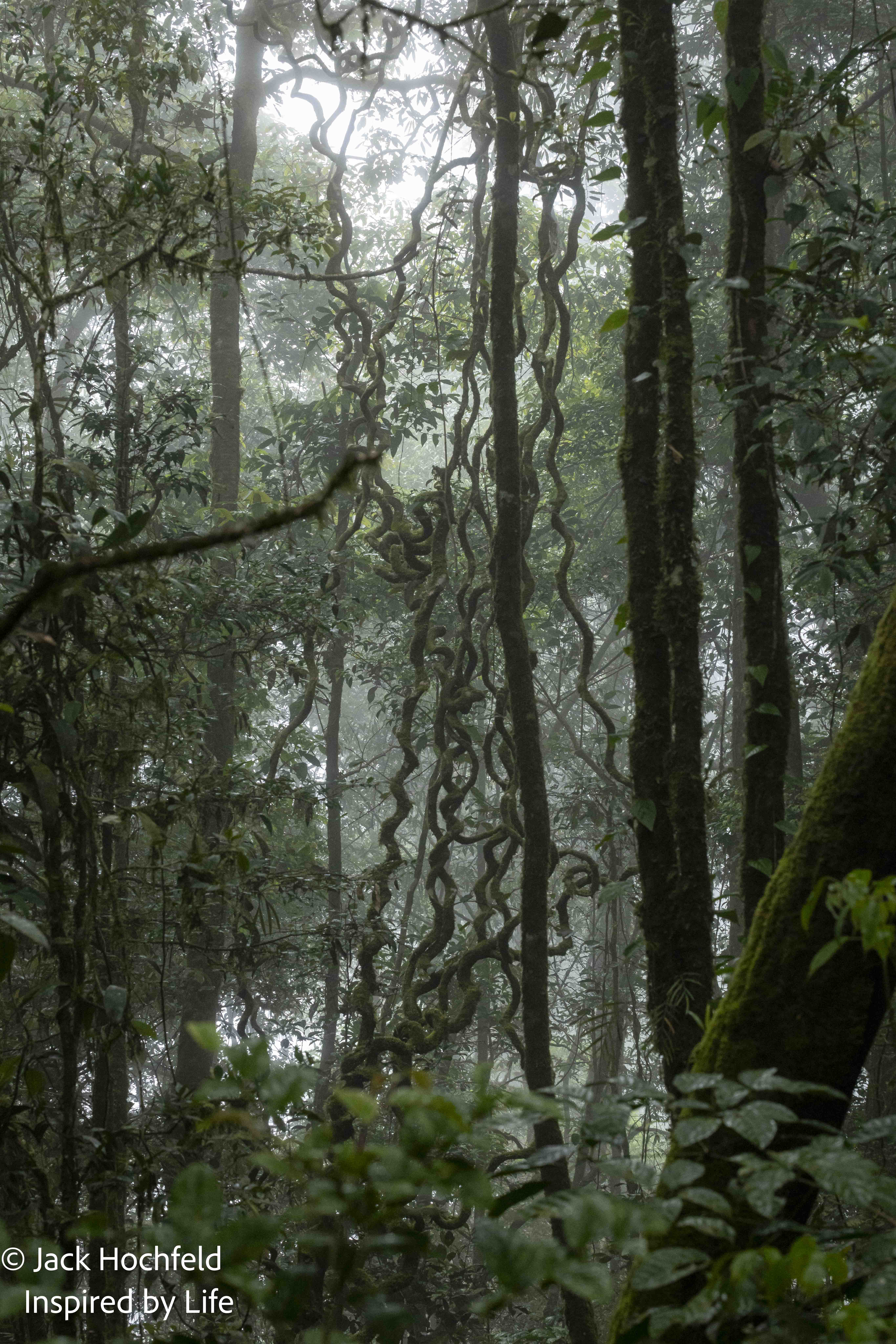 Unforgettable Adventures in Borneo Heat, Humidity & Wildlife