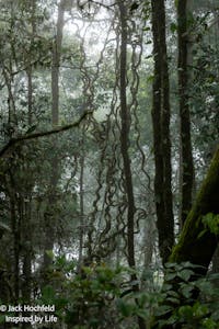 Landscape© Jack Hochfeld