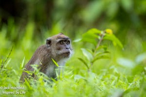 Long-tailed Macaque© Jack Hochfeld